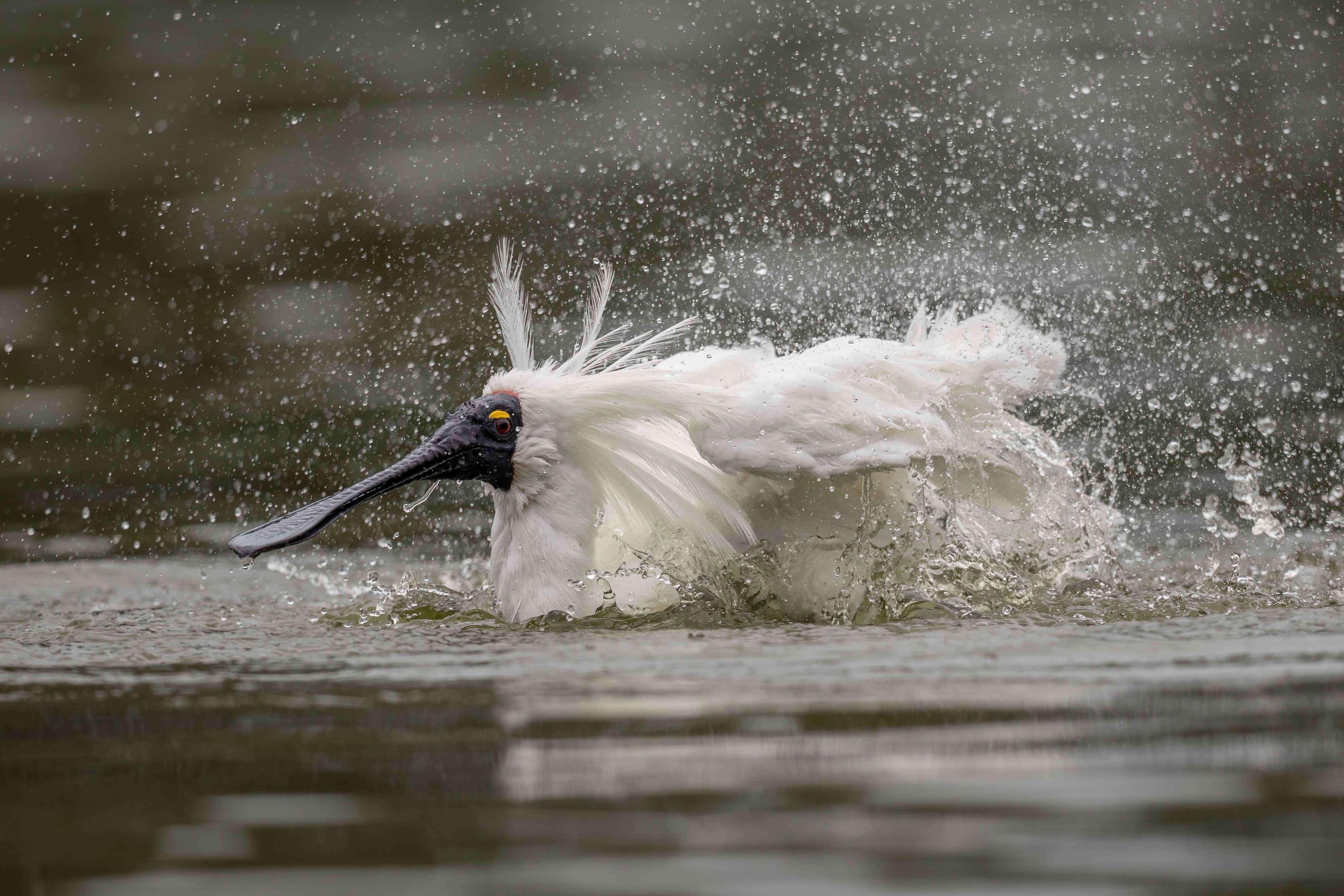 Image by John Parker, Maddox Photography NZ. New Zealand bird photography tours & workshops. Image of Morepork owl, Ruru.