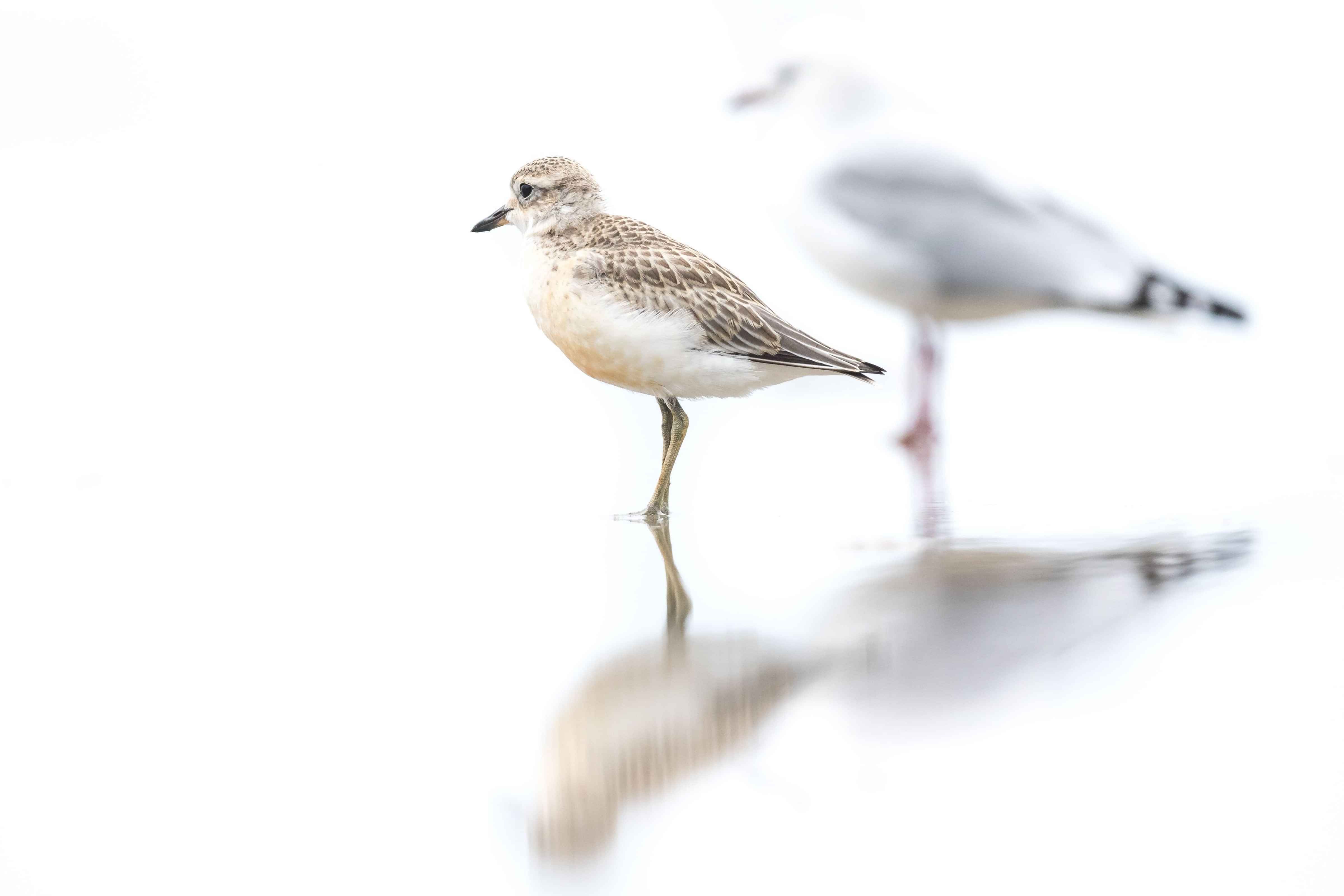  Image by John Parker, Maddox Photography NZ. New Zealand bird photography tours & workshops. Image of New Zealand bird.
