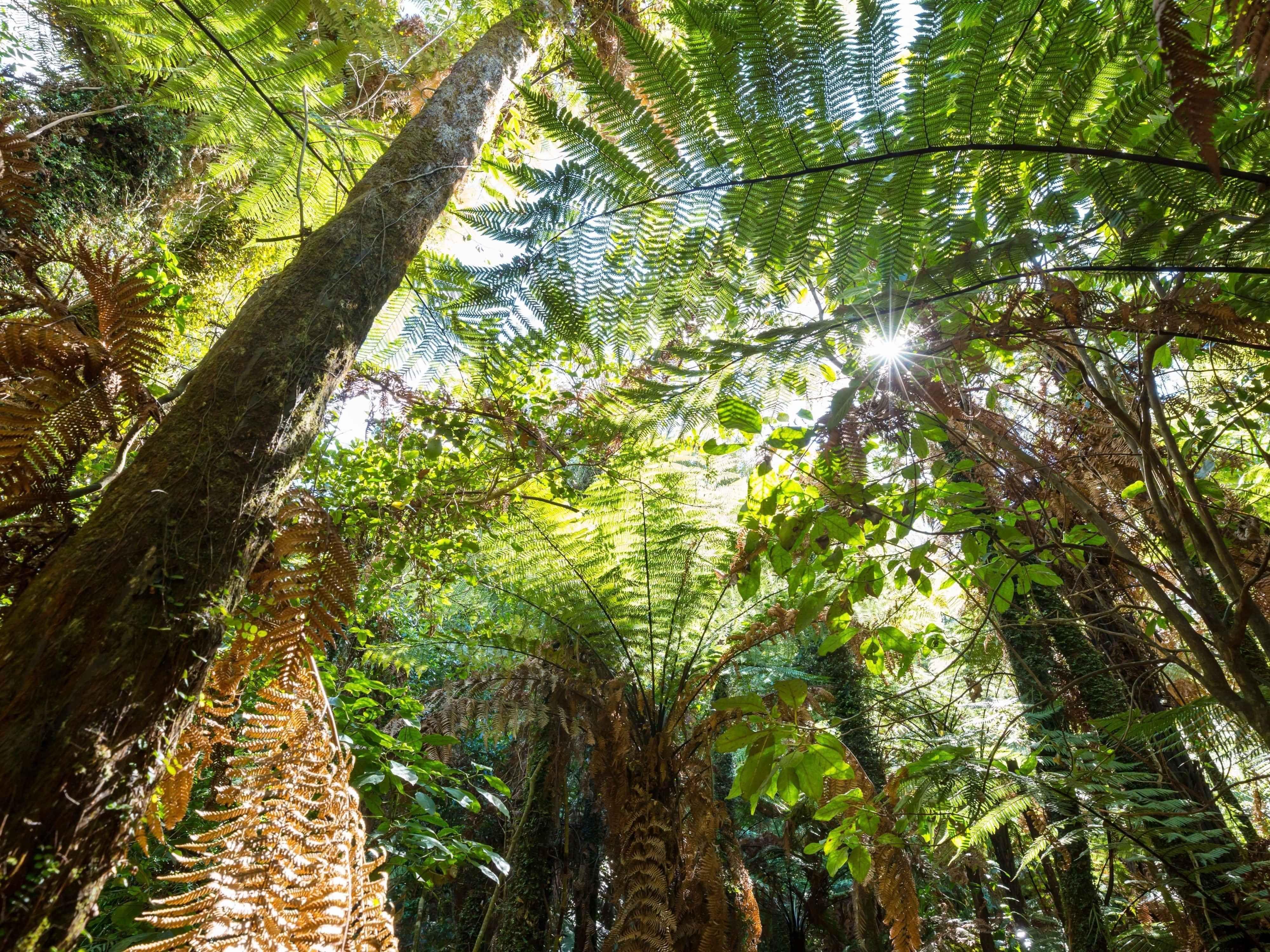 Native forest canopy viewed from below with sunlight filtering through the trees