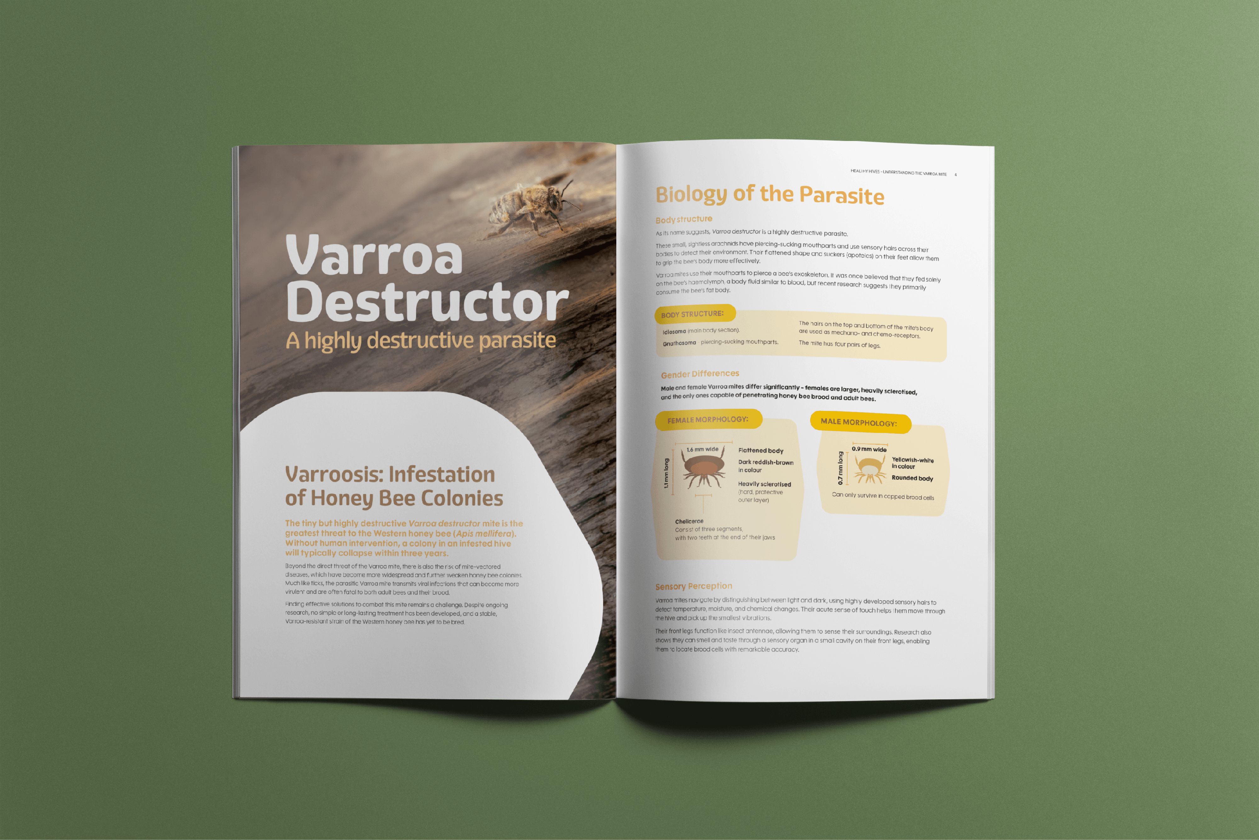 Double page spread of brochure layout.