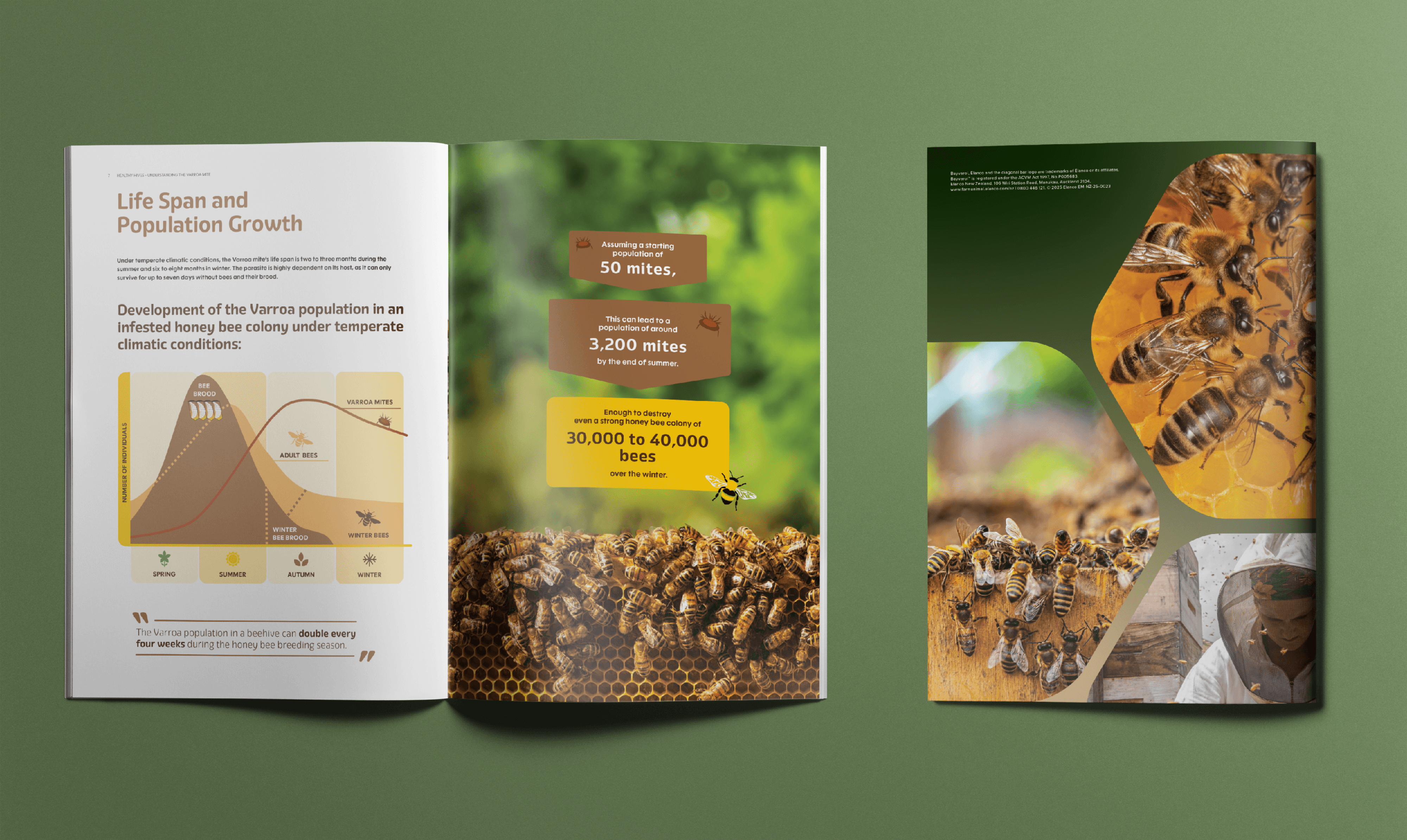 Brochure design layout showing open page spread with graph and infographic, full page image of honey bees and also the back cover.