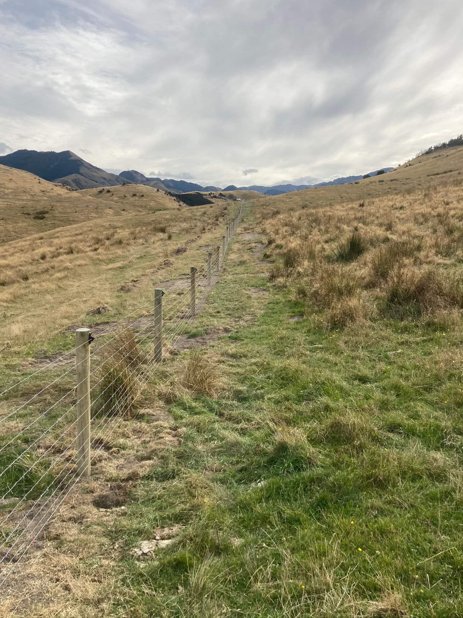 Sheep and Cattle Fencing in NZ  high country