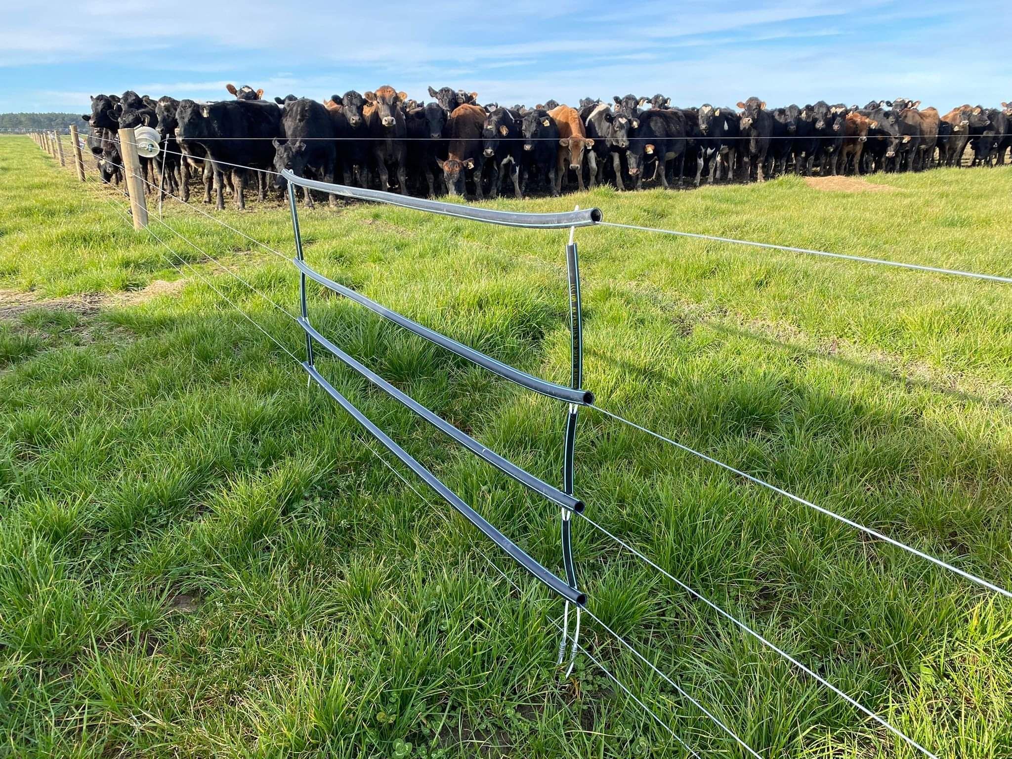 Dairy Farm Fence with dairy cows