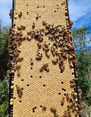 Live Bees - 5 Frame Full Depth Nuc Box
