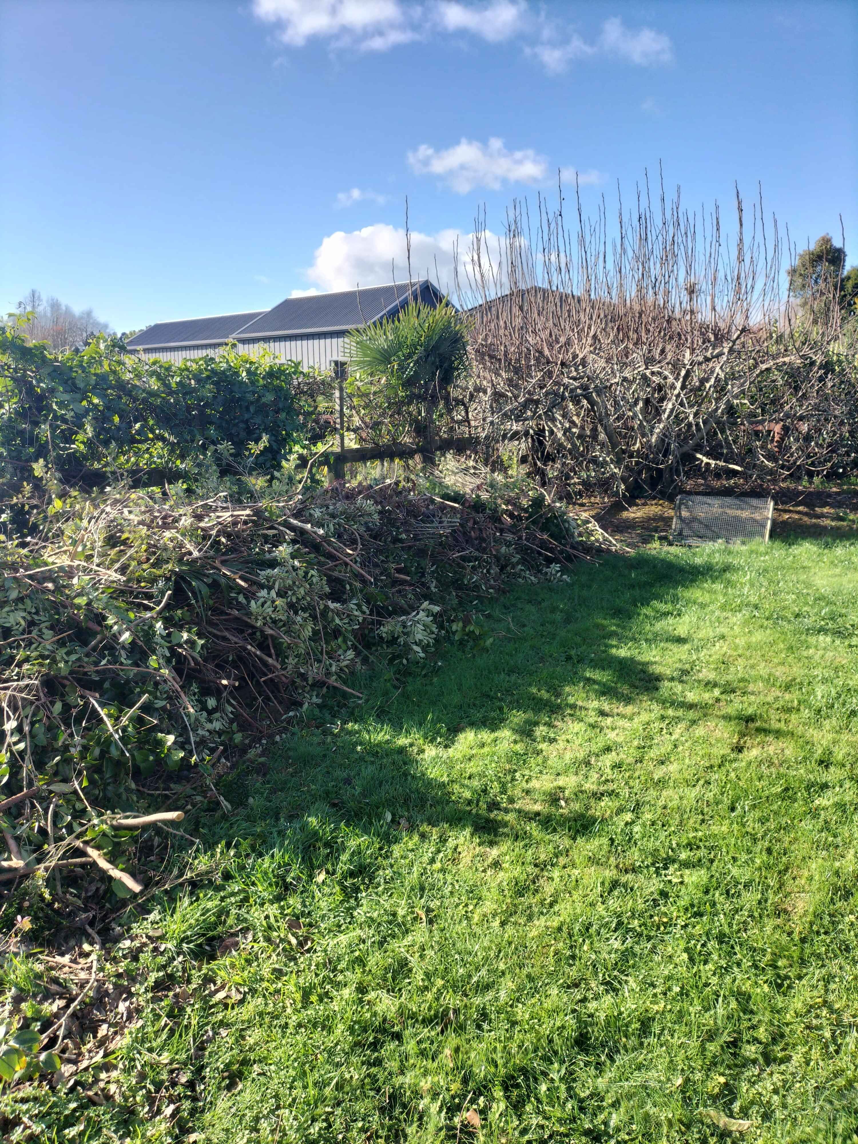 branches on the ground ready for collection