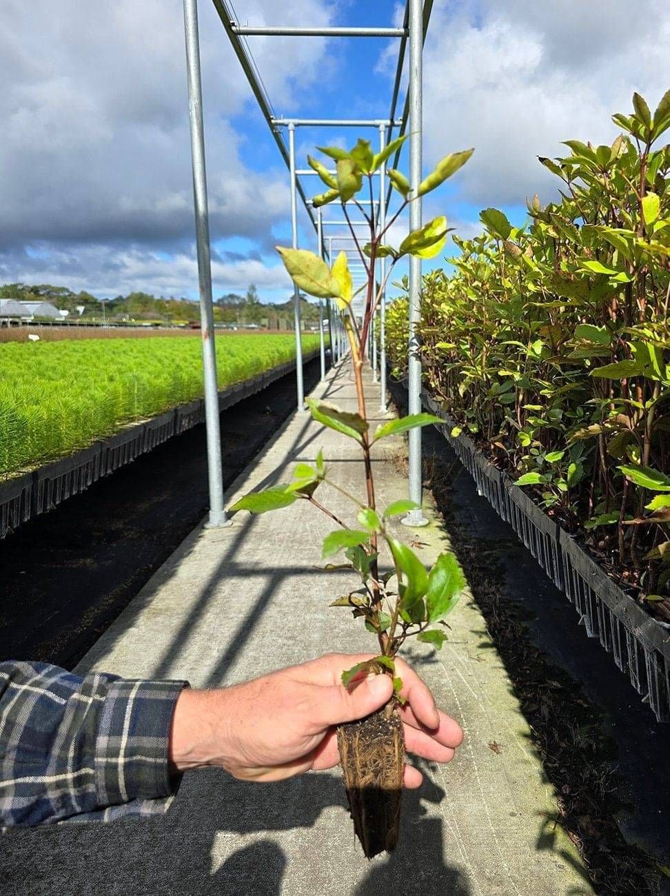 wholesale seedling provider