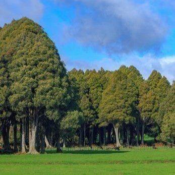 Kahikatea
