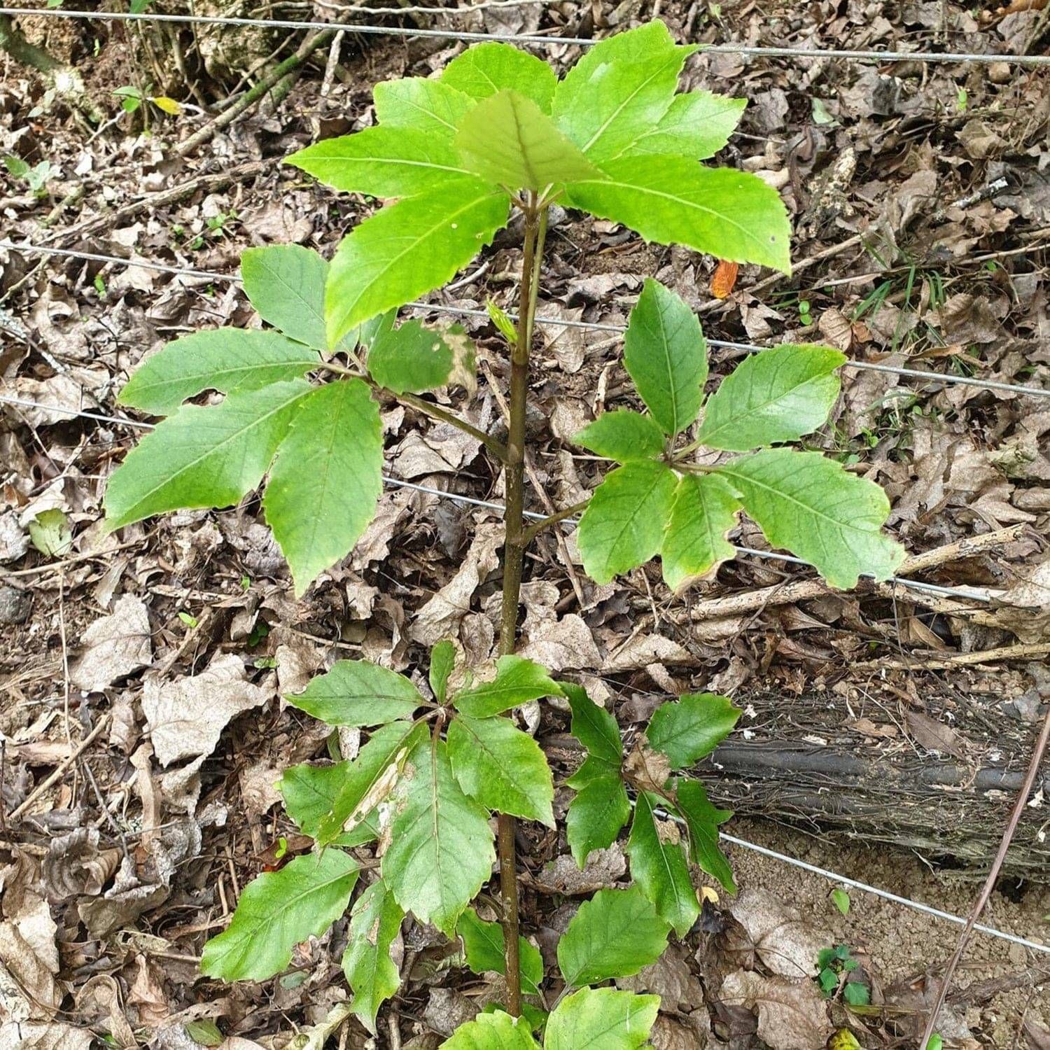 Whauwhaupaku