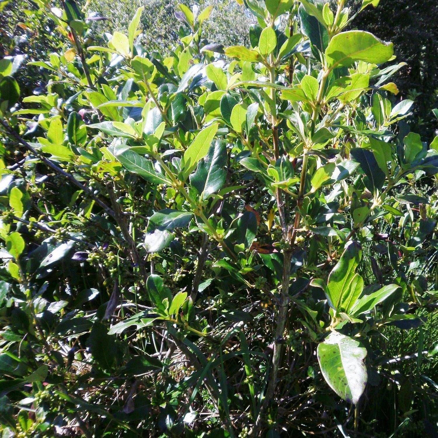 Karamū