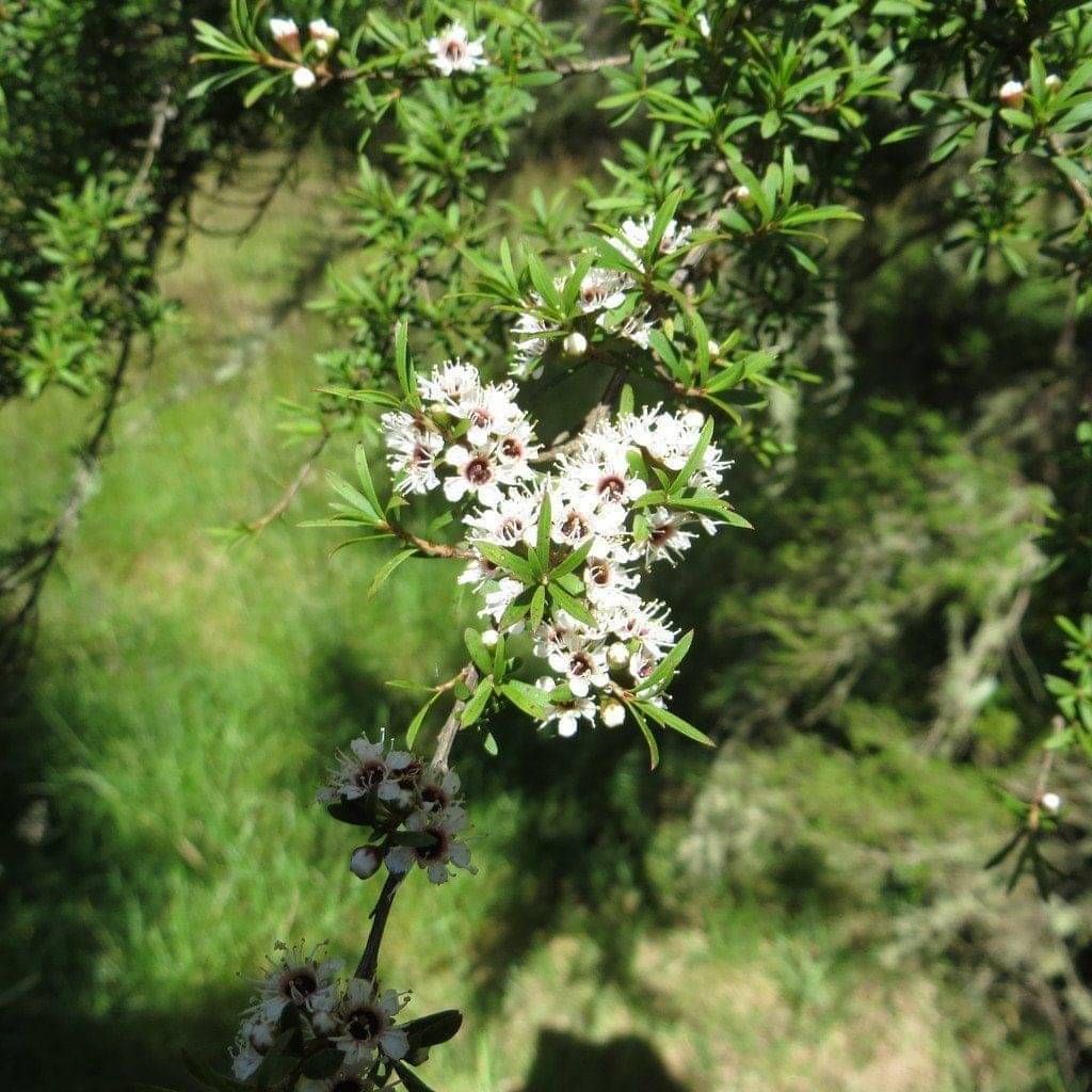 Kānuka