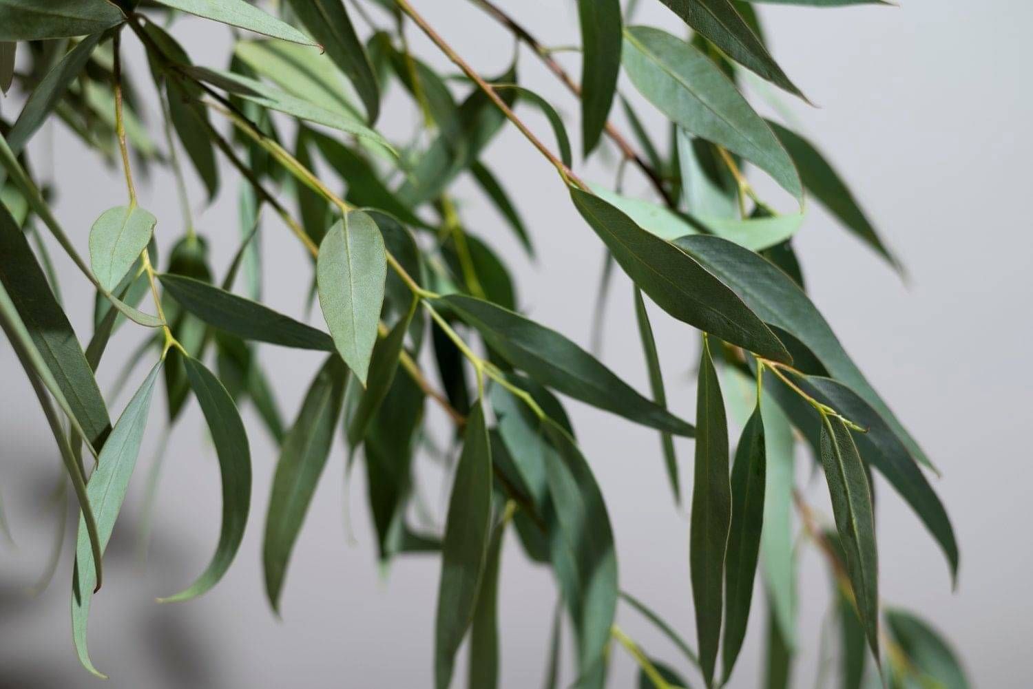 Eucalyptus