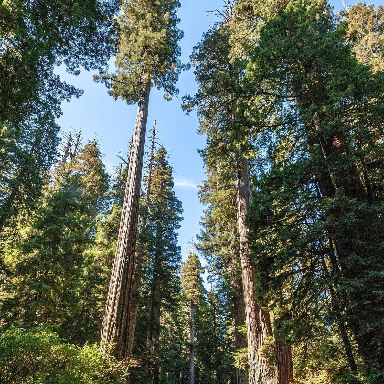 Redwood