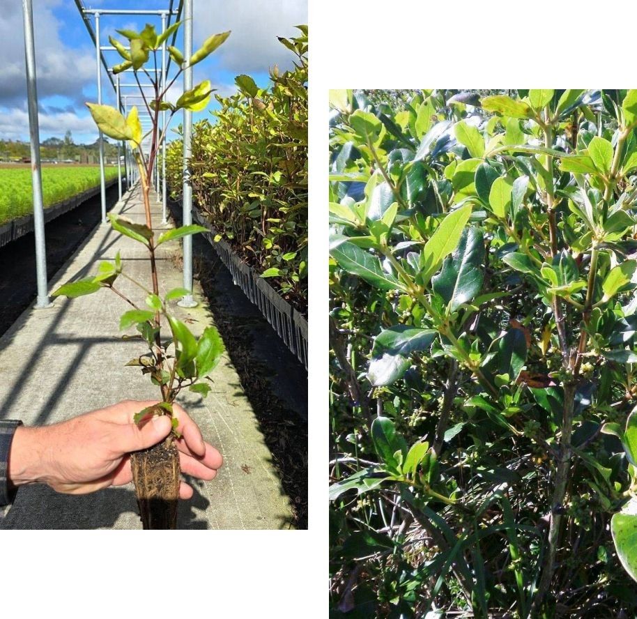 Tailored Forestry Solutions for Every Landowner