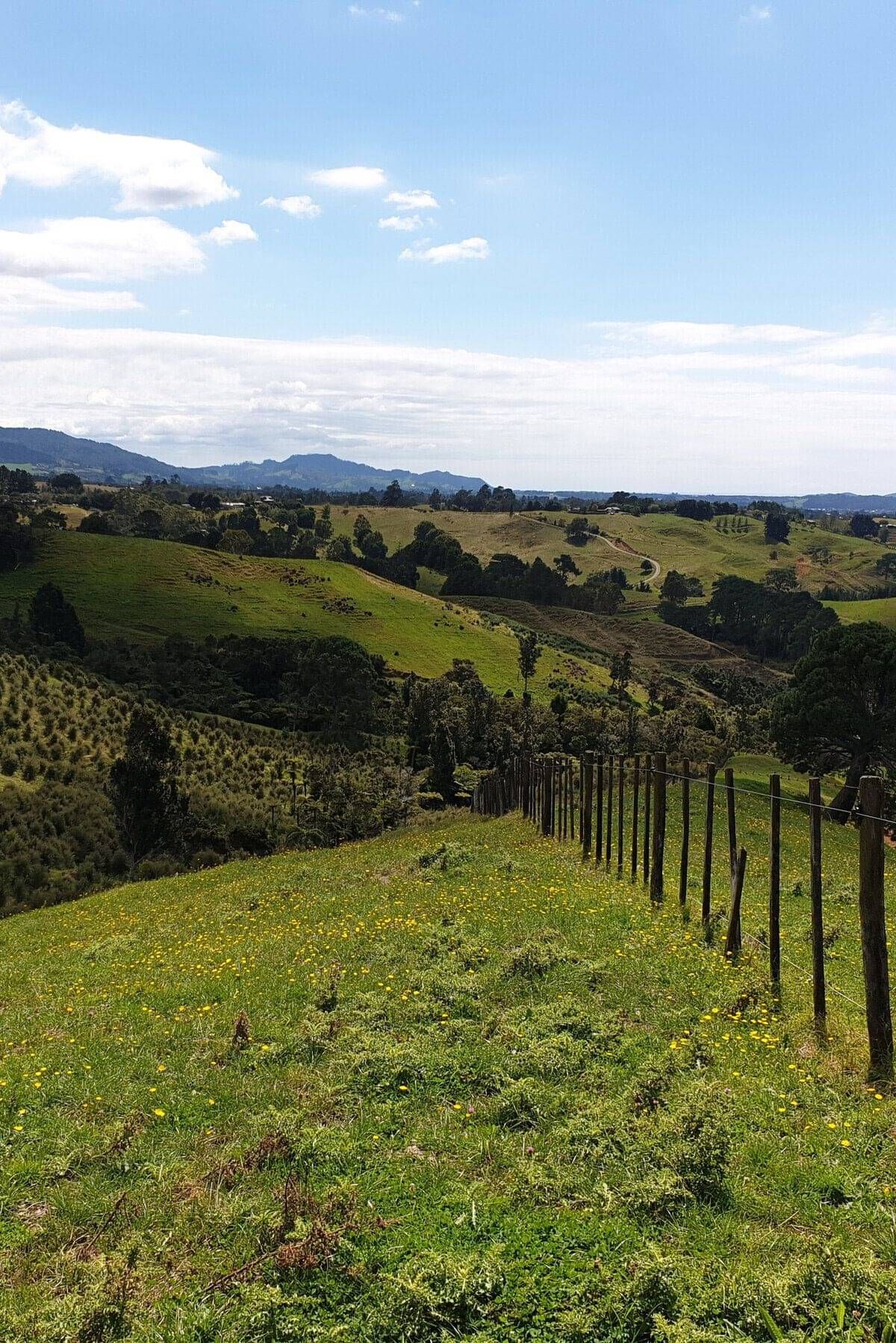 Tailored Forestry Solutions for Councils