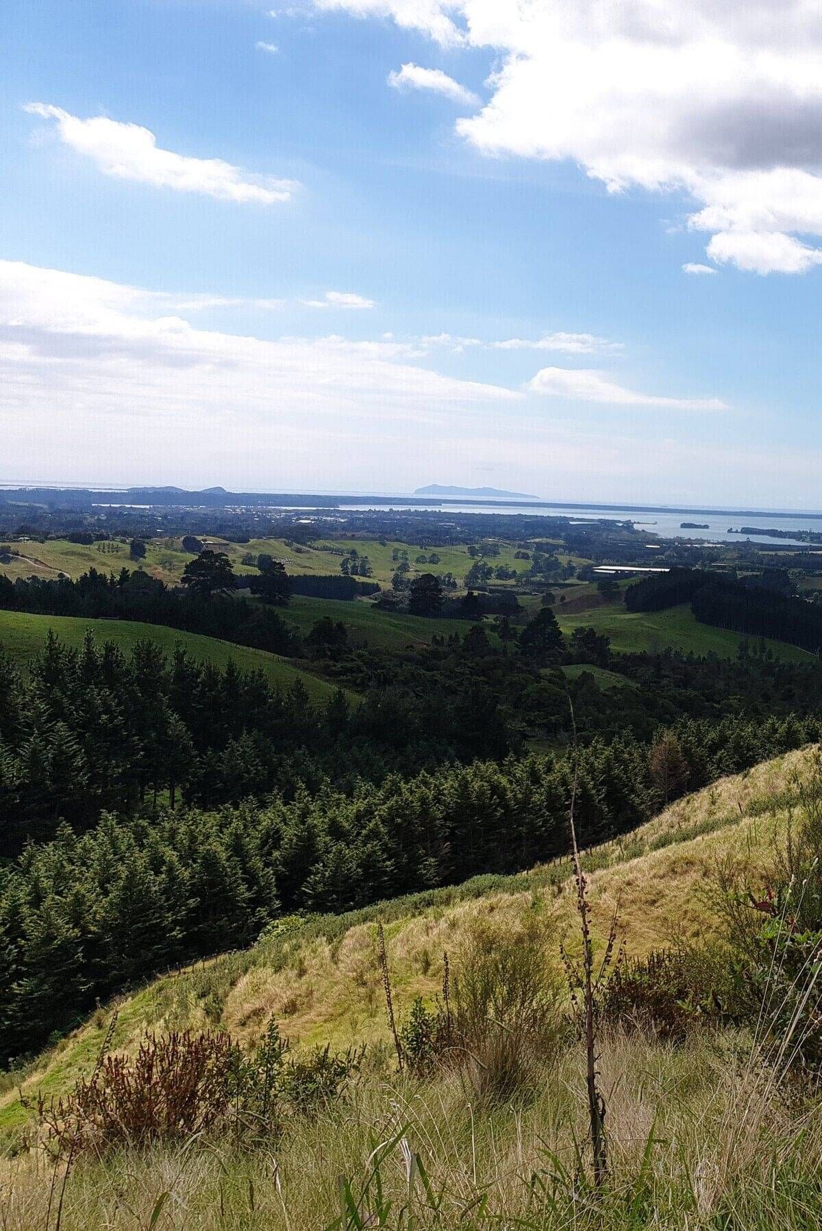 Tailored Forestry Solutions for Iwi