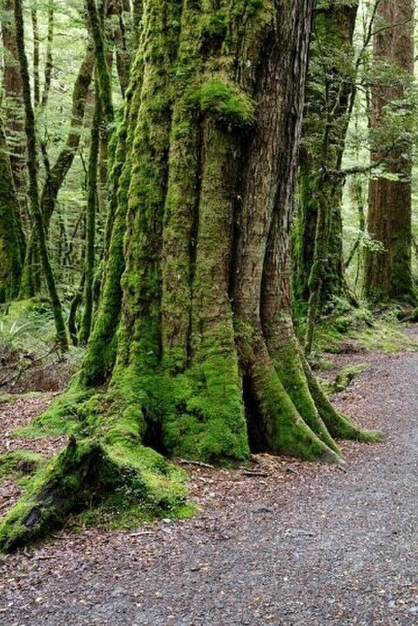 Tailored Forestry Solutions for Forestry