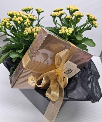 Kalanchoe Plant &amp; Scilla Chocolates