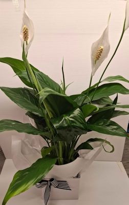 Peace Lily