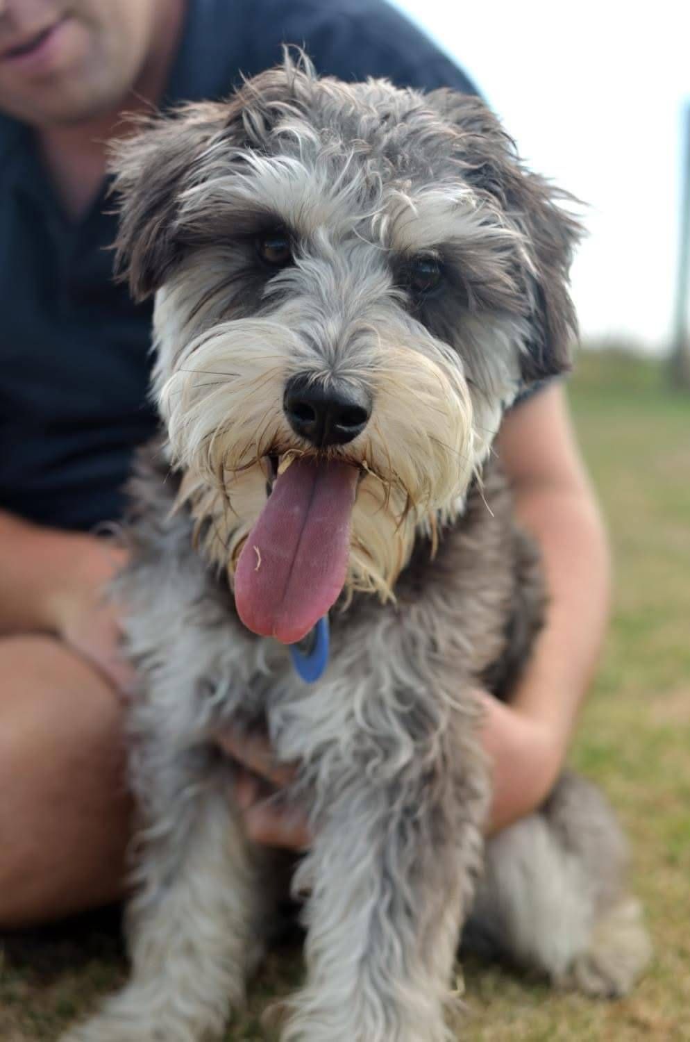 Schanuser Puppy for Forever Friends Pet Cremations