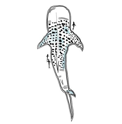 Whale Shark Sticker - Black