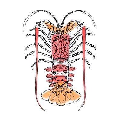 Red Crayfish Sticker