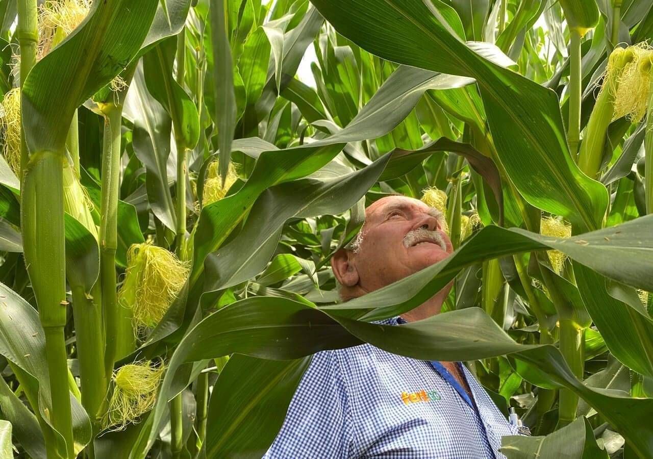 A Fertco rep standing in a maize field looking at healthy, tall growing plants