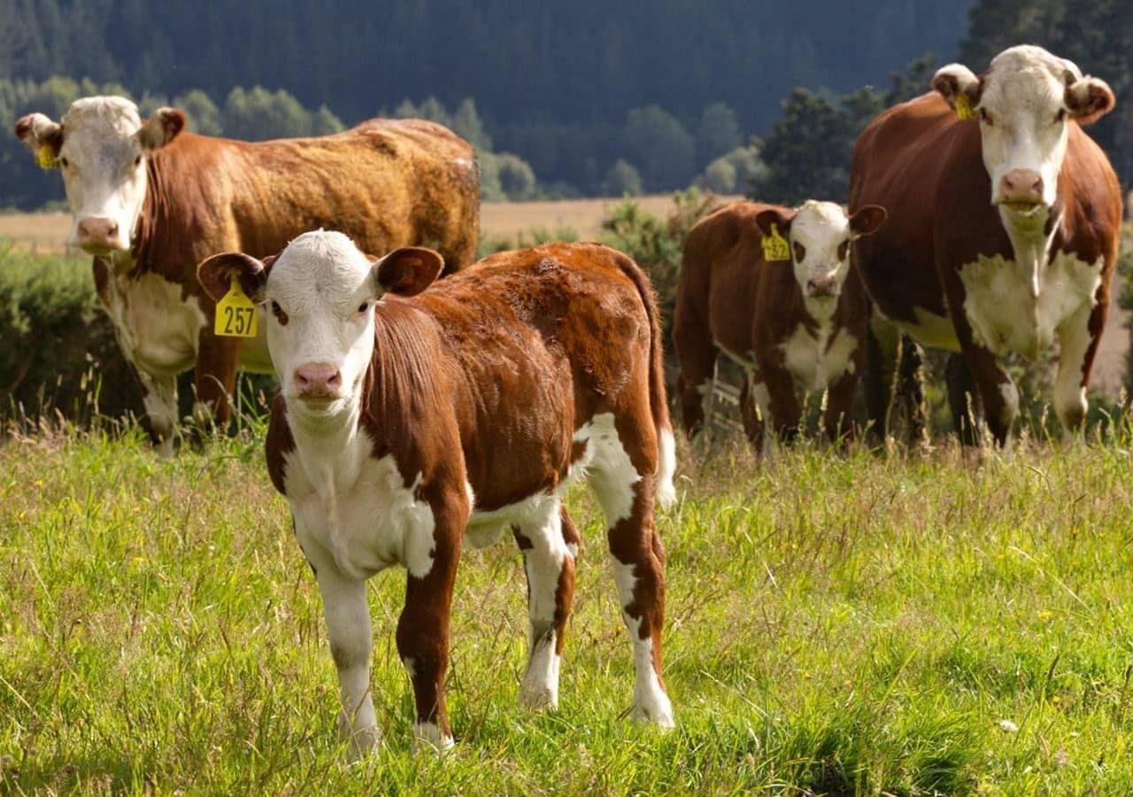 sheep and beef fertiliser
