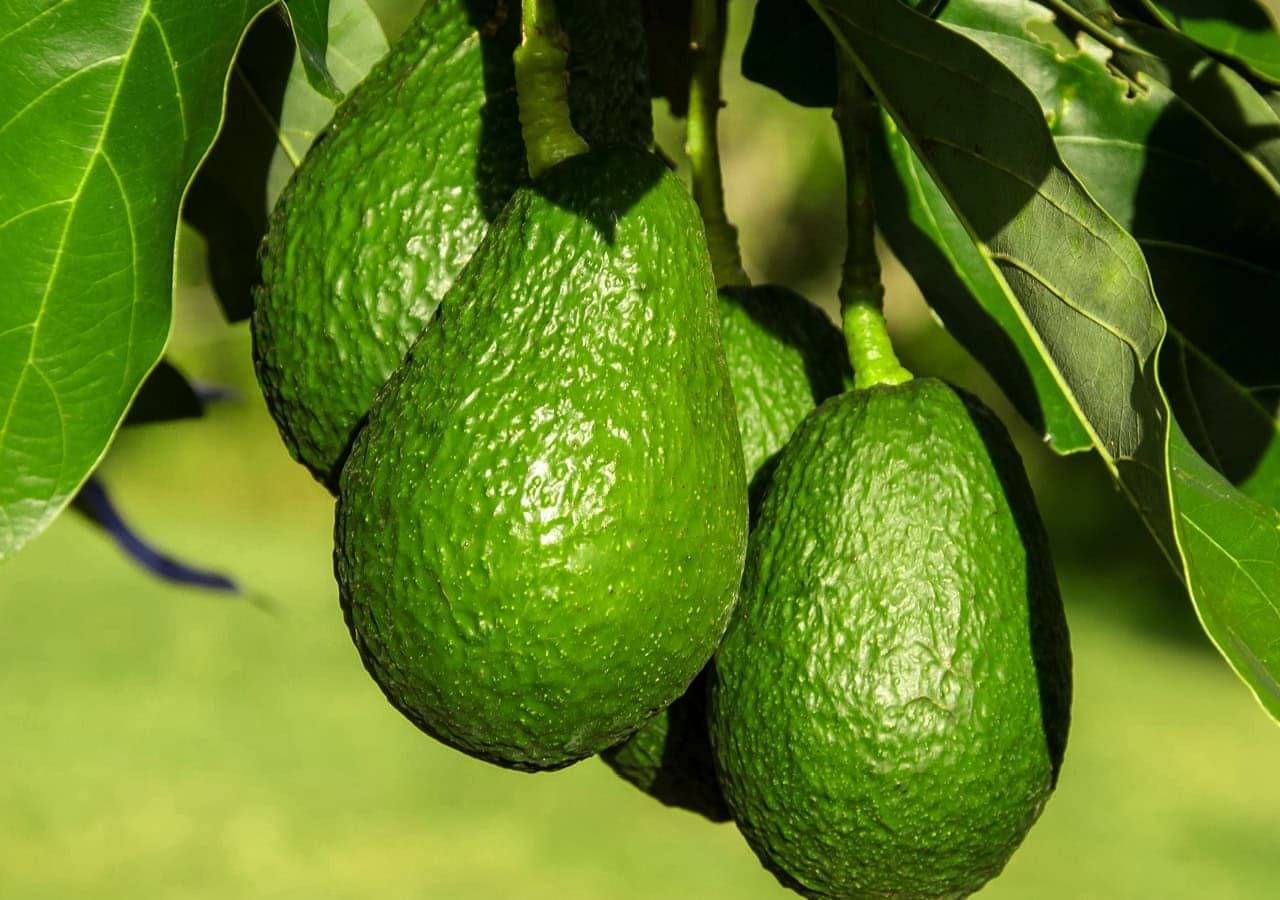 avocado fertiliser