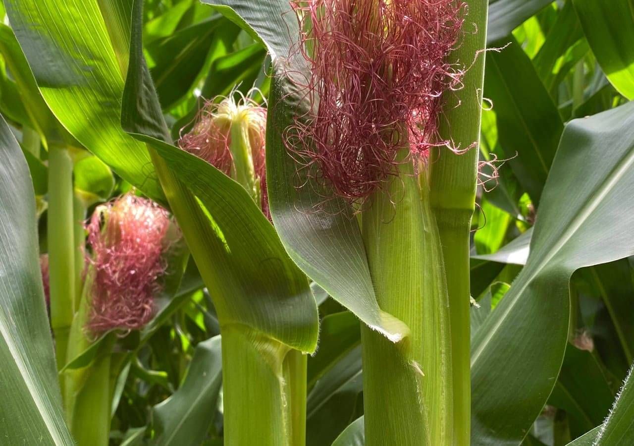 cropping fertiliser