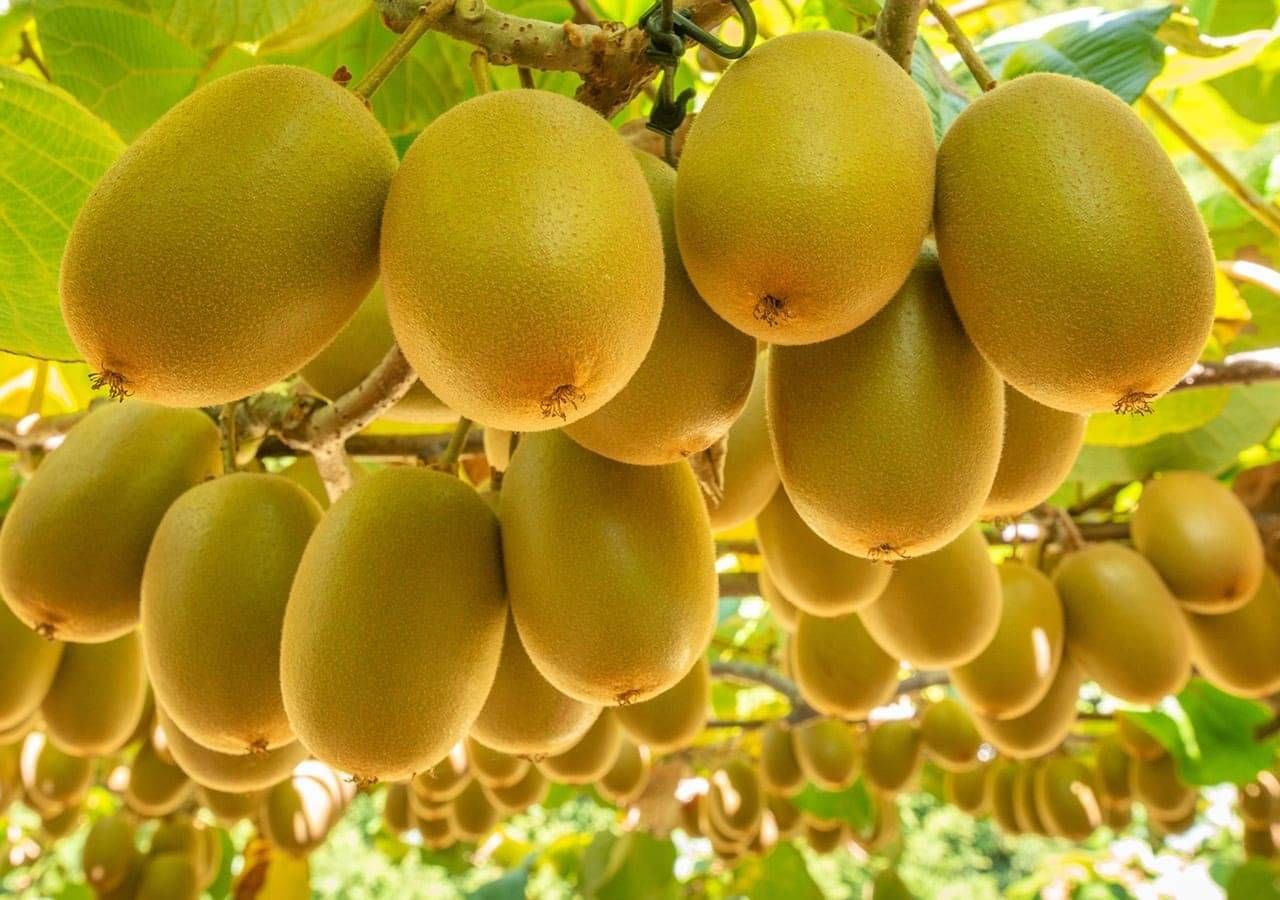 organic fertiliser