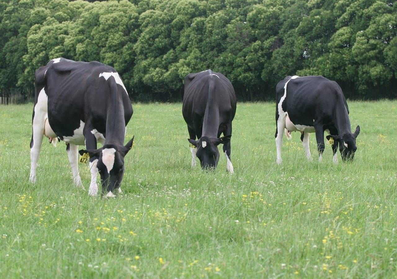 dairy farm fertiliser