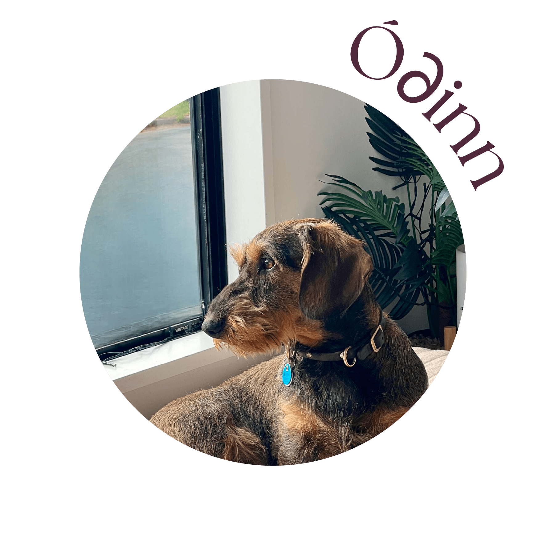 Odinn therapy dog at Empowering Pause.