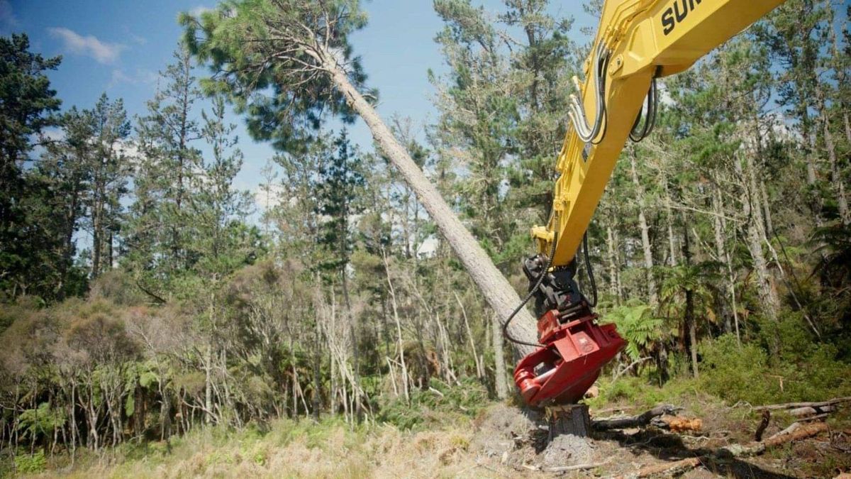Tree topping and removal in Selwyn