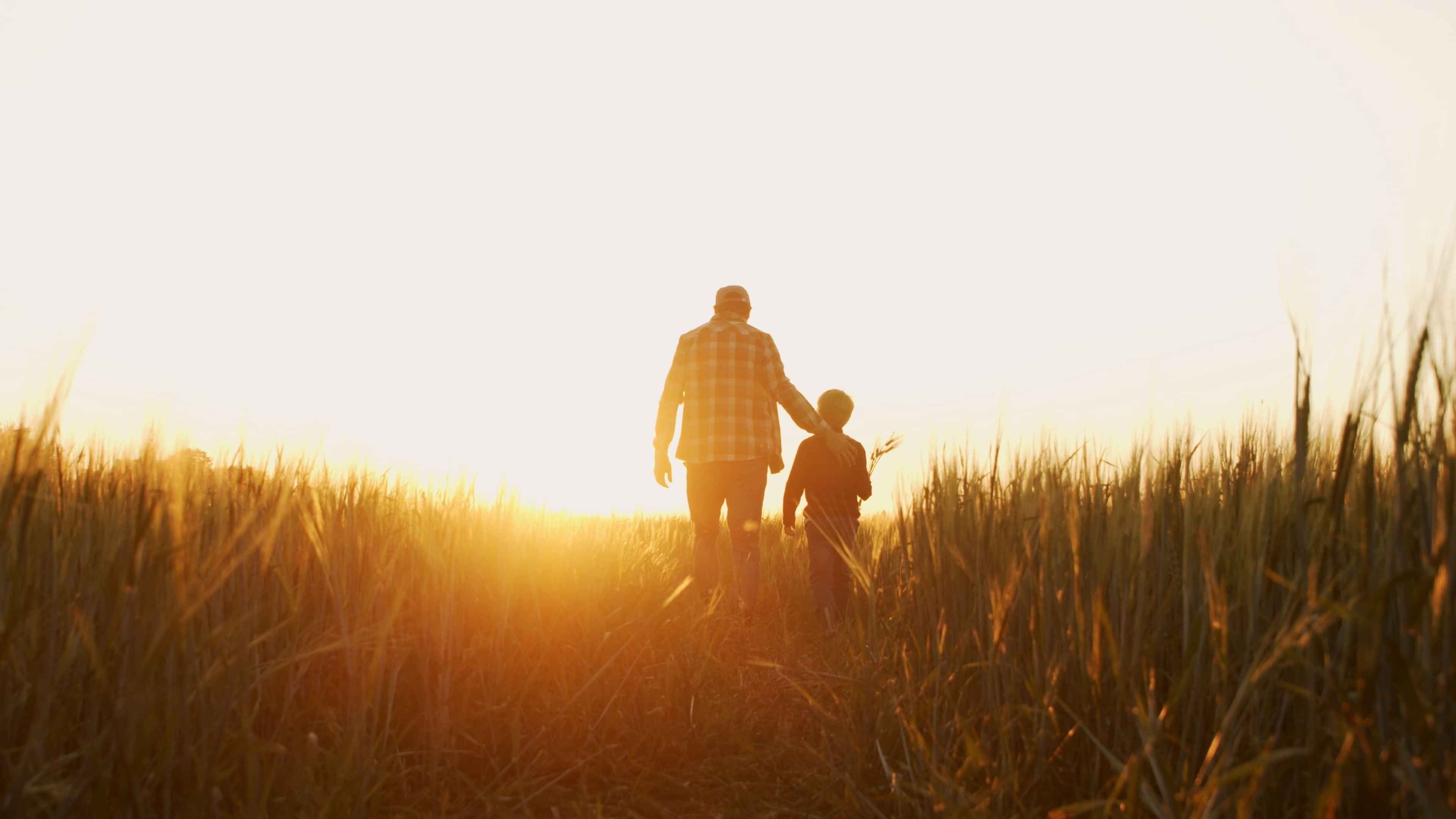 Farmer and young son walking in maize fields