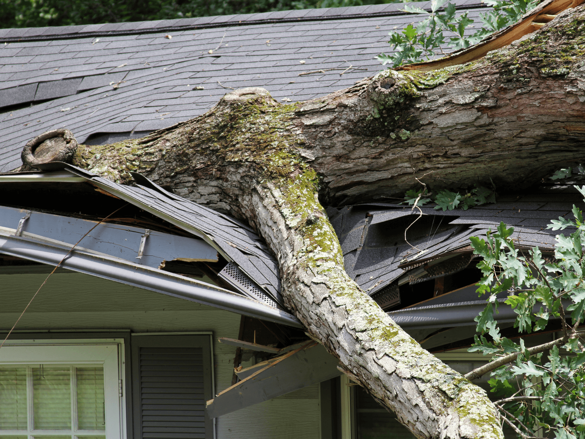 tree damaging a roof in a home in Rotorua, Bay of Plenty