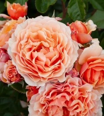 A Gardeners Dream Bush