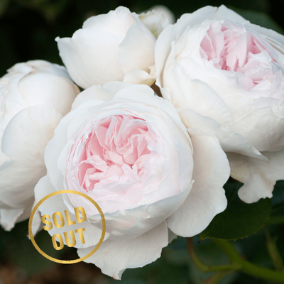 Earth Angel Bush