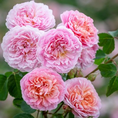 Eustacia Vye Bush, Roses