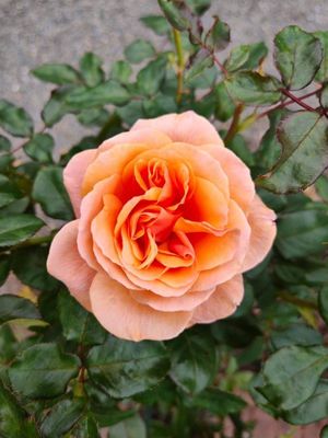 Faithful Friend Bush