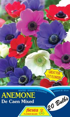 Anemone De Caen Mixed