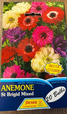 Anemone St Brigid Mixed