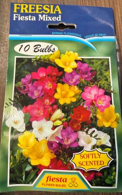 Freesia Fiesta Mixed
