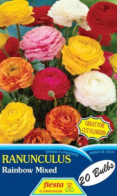 Ranunculus Rainbow Mix