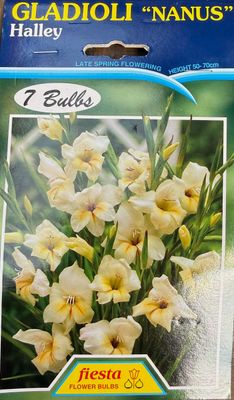 Gladioli Nanus Halley