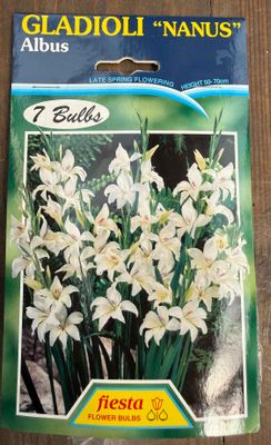 Gladioli Nanus Albus