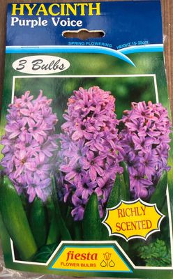 Hyacinth Purple Voice