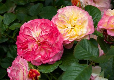 Fruit Salad 450mm Mini Standard, Roses