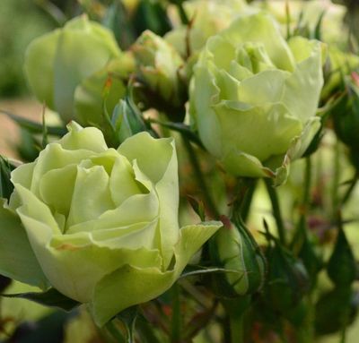 Green with Envy 450mm Standard