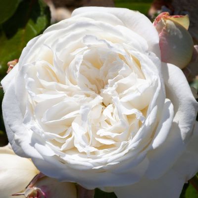NZ Opera School Bush, Roses