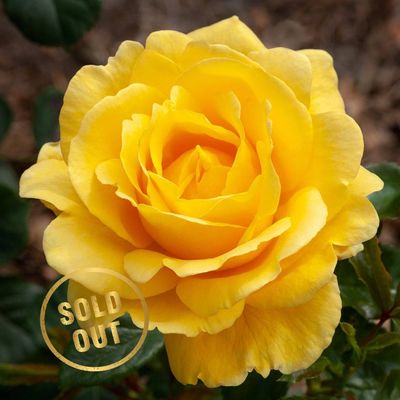 Richard's Rose Bush